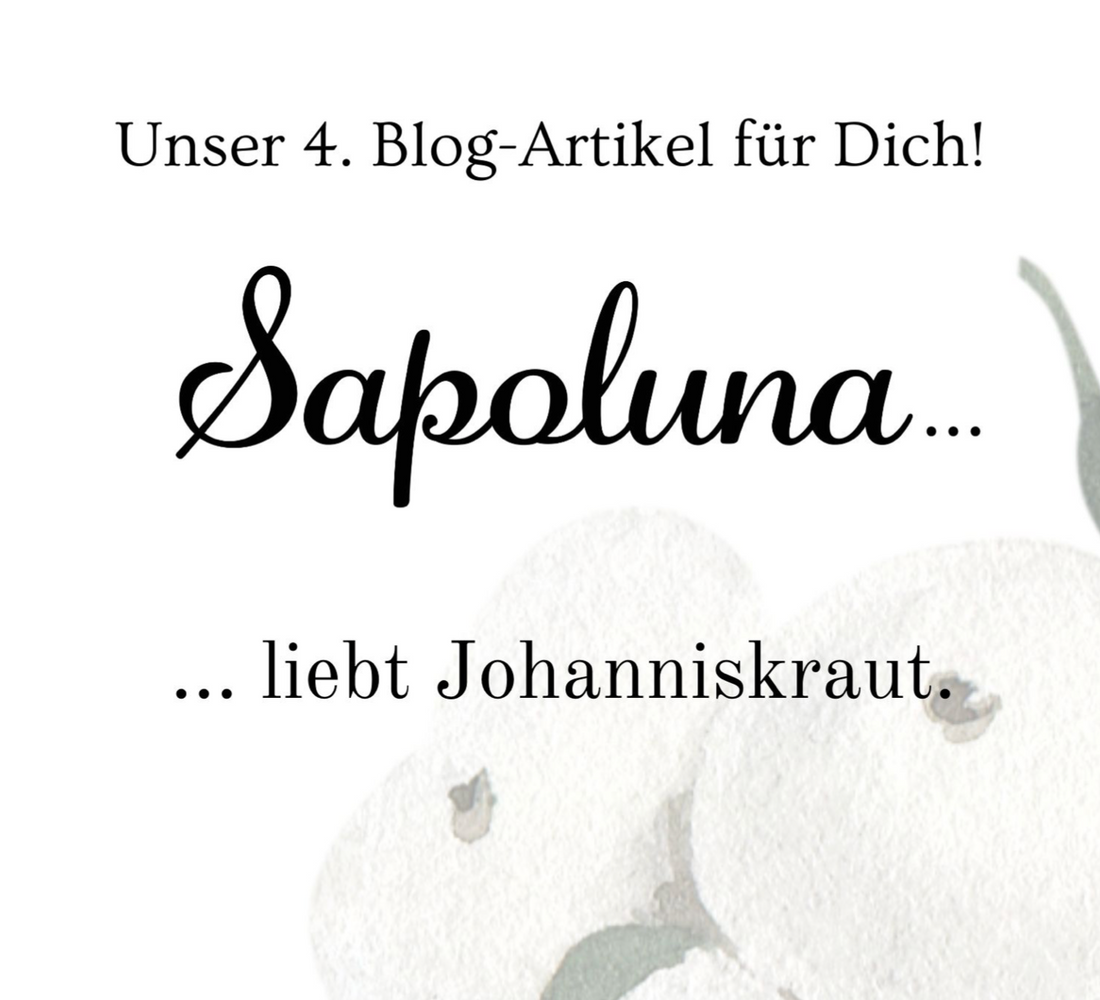 Sapoluna liebt Johanniskraut