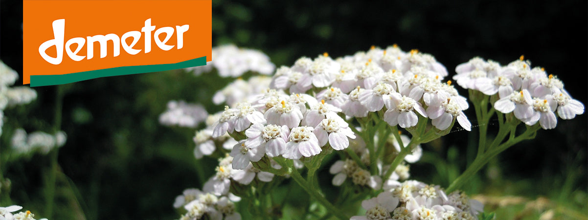 Warum wir uns für Demeter-Qualität entschieden haben